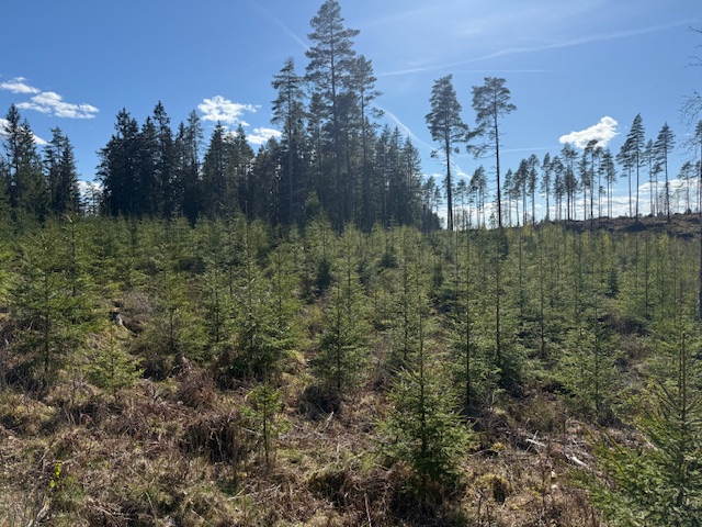 Moliden